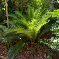 سیکاس ۱۵ الی ۳۰ ساله