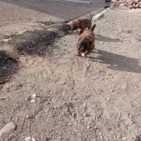 سگ سرابی|سگ|تربتحیدریه, پائین ولایت|دیوار