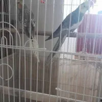 عروس هلندی