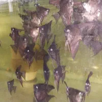 تایگر بارب و...|ماهی|قزوین, |دیوار