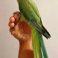 طوطی (چیکو)ملنگو  سخنگو رام فوقالعاده دستی|پرنده|قم, آذر (نکویی)|دیوار