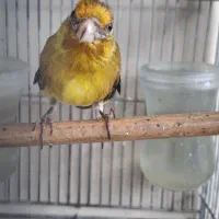 شاه سهره قناری جوجه امسال تازه داره مس میشه