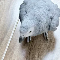 کاسکو|پرنده|یزد, |دیوار