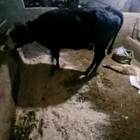 گوساله گاو  ماده سیمیتال