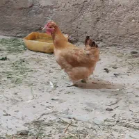 پاکوتاه پاکور|حیوانات مزرعه|اهواز, زیتون کارمندی|دیوار
