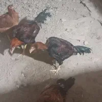 فروش مرغ و خروس لاری|حیوانات مزرعه|شاهنجرین, |دیوار