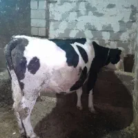 سیمینتال بوغاز|حیوانات مزرعه|اردبیل, |دیوار