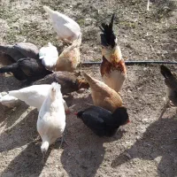 مرغ وخروس|حیوانات مزرعه|سرپل ذهاب, |دیوار