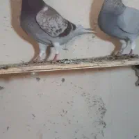 پلاکی|پرنده|شیراز, حومه شیراز|دیوار