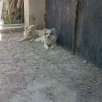 سگ پا کوتاه خوشگل