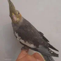 عروس هلندی|پرنده|رشت, حمیدیان|دیوار