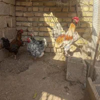 مرغ و خروس و اردک|حیوانات مزرعه|هشتگرد, هشتگرد قدیم|دیوار