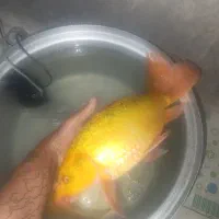 کوی باله بلند۲عدد|ماهی|خرم‌آباد, |دیوار