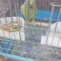 ملنگو زرد مولد|پرنده|اهواز, نادری|دیوار