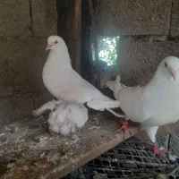 کبوتر