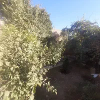 هرس انواع درختان باغ انگورباغچه ویلا