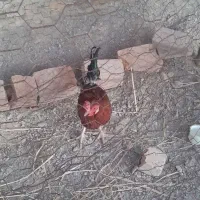 خروس|حیوانات مزرعه|دامن, |دیوار