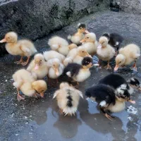 جوجه اردک‌محلی/شاخدار/اسراییلی