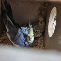 جفت تضمینی عروس هلندی