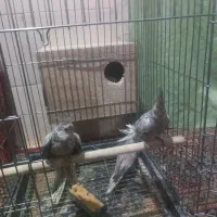 عروس هلندی|پرنده|میبد, |دیوار