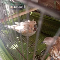 پرنده تزئینی