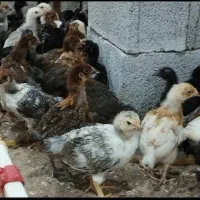 جوجه مرغ/اردک/ بوقلمون