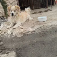 سگ بازیگوش فروشی