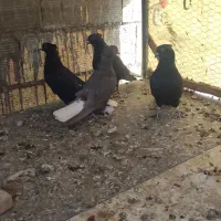 کفتر سیاه دم سفید|پرنده|برخوار, |دیوار