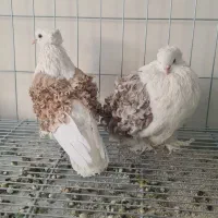 کبوتر تزئینی پشت فر جکسون با فر گوسفندی|پرنده|تهران, آرژانتین|دیوار