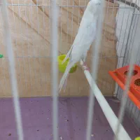 قناری کشیده بلند|پرنده|مشهد, حرم مطهر رضوی|دیوار