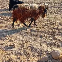 ۳۶۰۰۰۰۰۰|حیوانات مزرعه|آبدانان, |دیوار