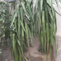 سه تا گلدون گل یوکا با قدی بالای دومتر...