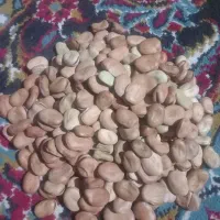 باقالا درجه یک