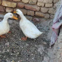 اردک  غاز|حیوانات مزرعه|مرودشت, کوشک|دیوار