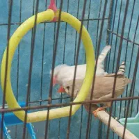 فنچ|پرنده|ملارد, |دیوار