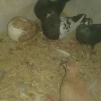 کبوتر فوری مفت معاوضه با گوشی