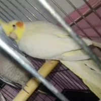 ۱عدد جوجه عروس هلندی سالم