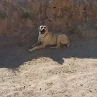 حیوان|سگ|تربت جام, پارک جنگلی|دیوار