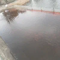 ماهی گلی قرمز|ماهی|تکاب, |دیوار