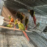 انواع گرینچیک های جوانه