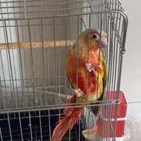 طوطی گرینچیک