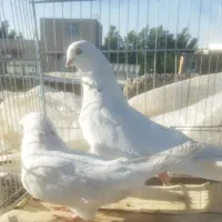 چش نوک
