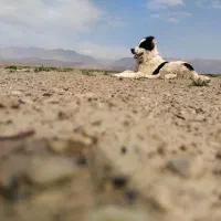 کوچک 5ماه قدر جونی
