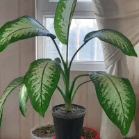 گل دیفن باخیا پهن برگ با گلدان|گل و گیاه طبیعی|مشهد, شهرک لشکر (شهرک غرب)|دیوار