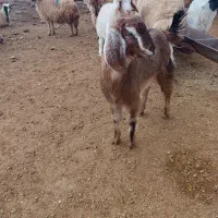 بزغاله ماده  .چاق مناسب برای کستار