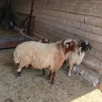 شکورانقوچداشتی