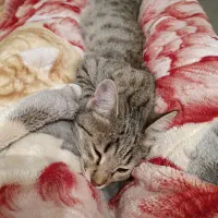 گربه گم شده|گربه|شهرکرد, |دیوار