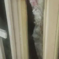 ۴عدد خروس لاری اصیل