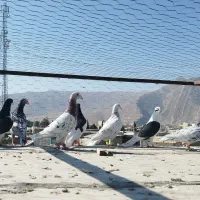 کفتر درجه یک روزگاری|پرنده|مرودشت, قانون|دیوار