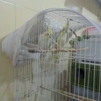 جفت عروس هلندی سخنگو
